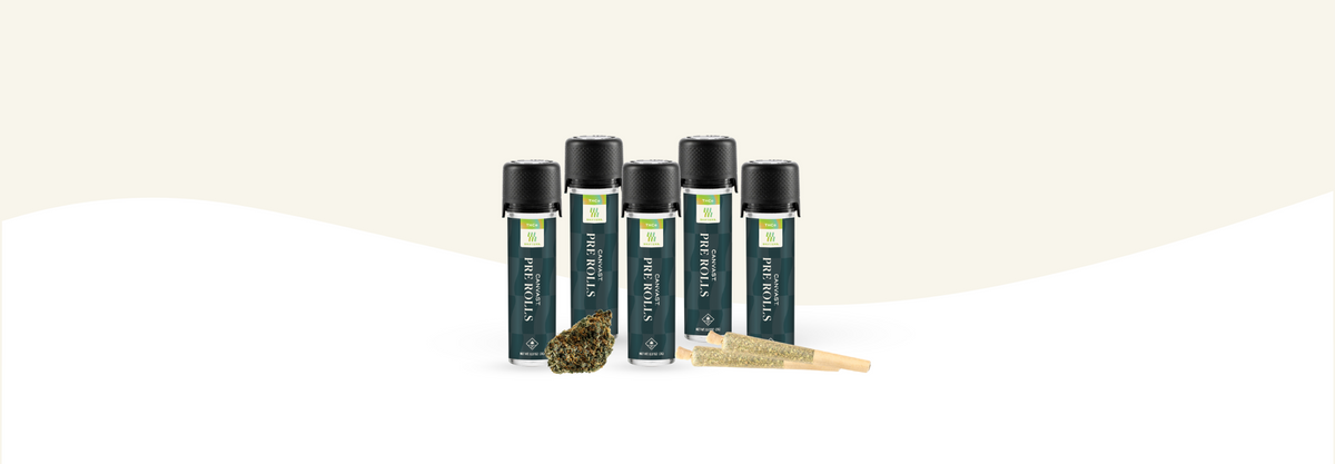 Canvast THCa Premium Hemp Pre-rolls with Organically Grown Hemp Flower - 2 rolls to a tube