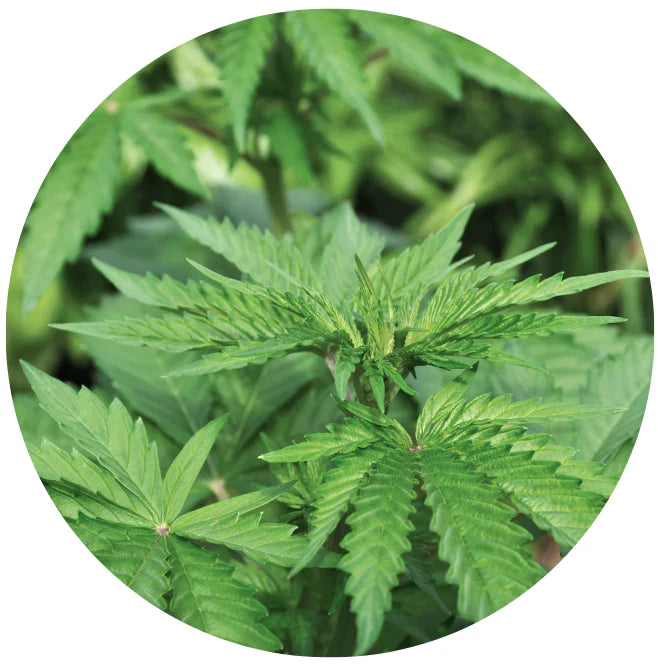 Hemp | Canvast Wholesale